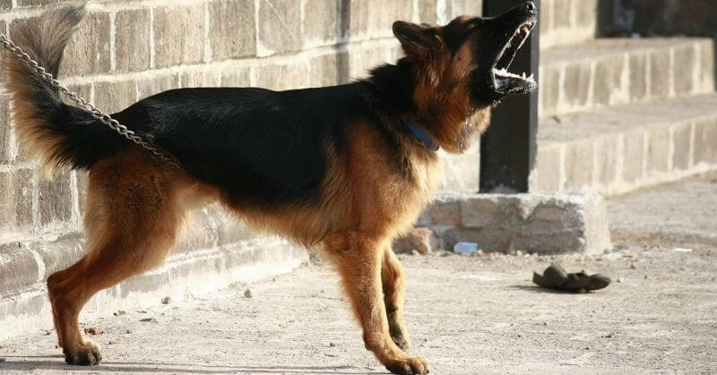 Berger allemand aboie