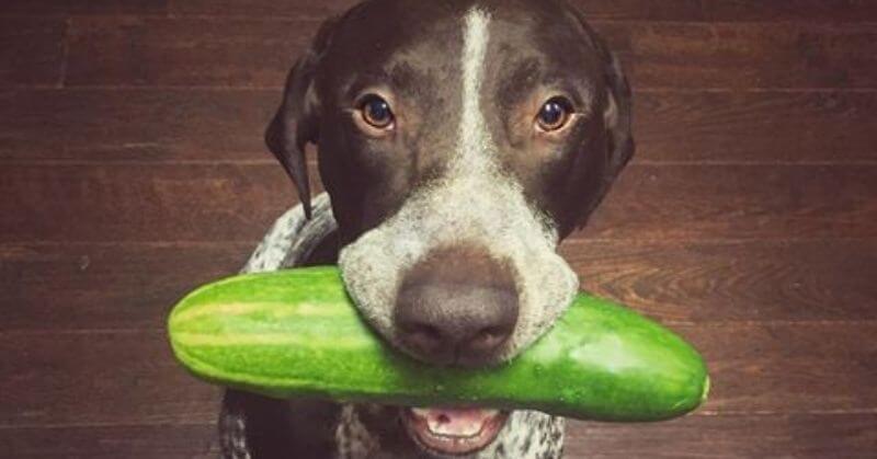 Chien mange un concombre