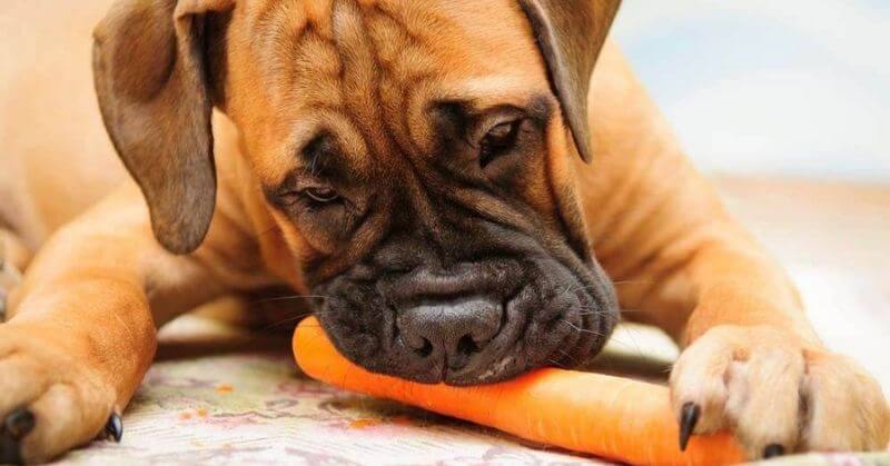Chiot Boxer mange le carotte