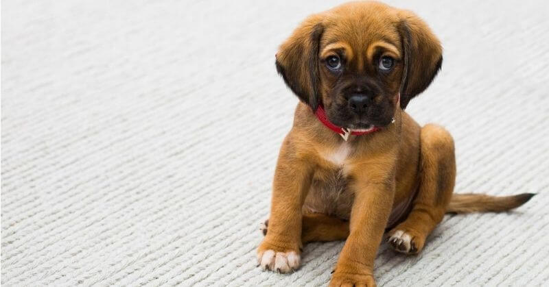 Un petit chiot Boxer