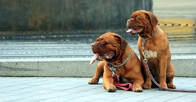 Deux chiots Dogue de Bordeaux