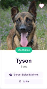 Tyson chien Berger Allemand à adopter sur Pet Adoption