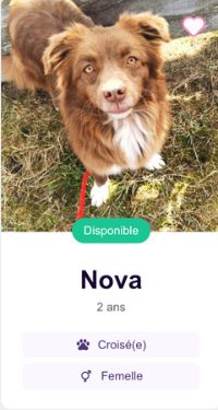Nova chien Berger Australien à adopter sur Pet Adoption