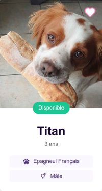 Titan chien Epagneul à adopter sur Pet Adoption