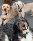 Group of four happy dogs on stone steps wearing green collars with activity trackers: curly brown-gold Labradoodle lying down, fluffy white Bichon Frise smiling, cream Goldendoodle standing, and large Bernedoodle grinning.