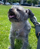 Happy gray Shih Tzu smiling outdoors on grass with owner’s black leggings and sneakers visible, wearing silver chain collar with tag, tongue out in joy.