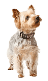 Small dog sitting and looking upward on a transparent background