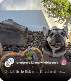 French bulldog sitting outdoors with a lick mat filled with We Feed Raw food