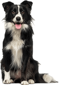 Medium-sized dog sitting and facing forward on a transparent background