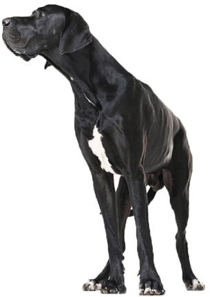 Large dog standing in profile on a transparent background