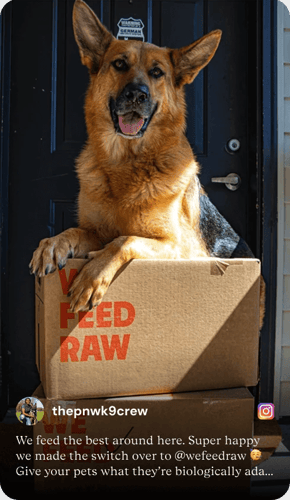 German Shepherd sitting inside a We Feed Raw box, excited for raw dog food