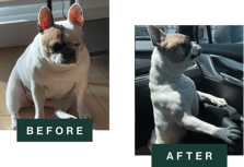 Side-by-side comparison of French Bulldog before and after weight loss; left "BEFORE" shows overweight fawn dog sitting indoors, right "AFTER" shows leaner dog standing confidently in car.