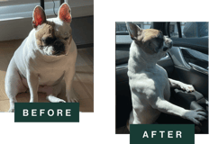 Side-by-side comparison of French Bulldog before and after weight loss; left "BEFORE" shows overweight fawn dog sitting indoors, right "AFTER" shows leaner dog standing confidently in car.