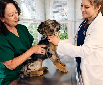 Two smiling women in veterinary clinic with window light: woman in green scrubs holding young merle Australian Shepherd puppy on exam table, younger woman in blue scrubs and stethoscope gently examining the puppy.