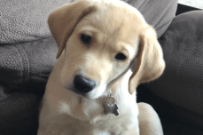 Urine - Pet Rug Cleaning