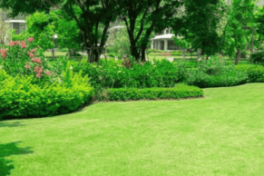 Lawn Services