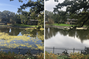 cattail removal Before & After