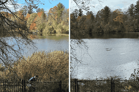 cattail removal Before & After