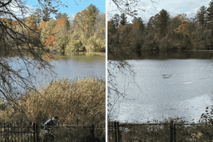 cattail removal Before & After