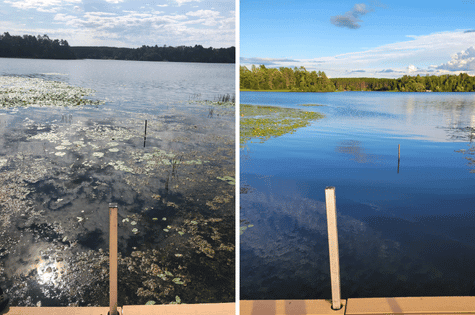 Lily Pad removal before & after