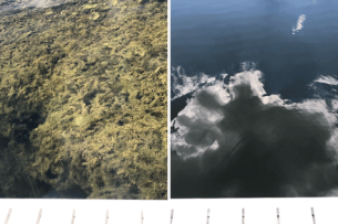 cattail removal Before & After