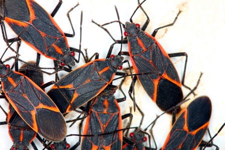 Boxelder Bug Removal