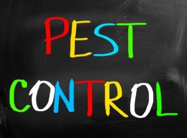 Pest Control Service