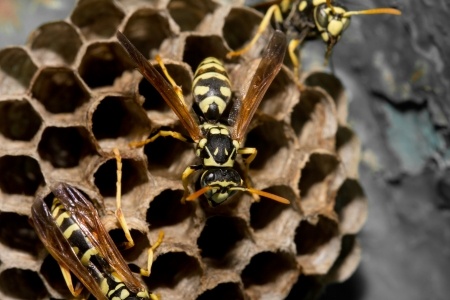 Wasp Extermination Experts