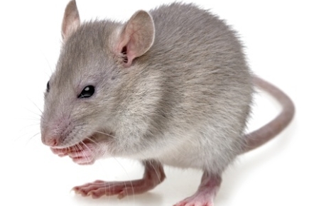 Pest Control Service