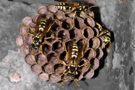 Pest Control Service