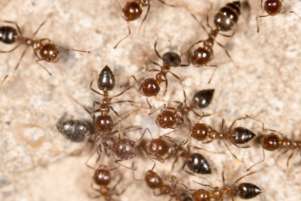 Ant Control Experts