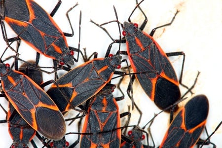 Boxelder Bug Removal