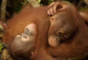 greedy oil companies