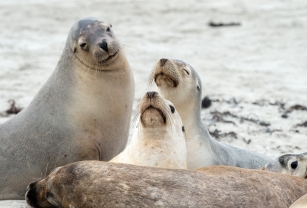 Michaela Skovranova / Greenpeace - Seals