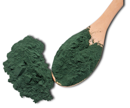 chlorella powder on wooden spoon