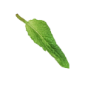mint leaves
