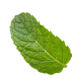 mint leaves