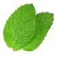 mint leaves