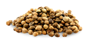 hemp seed