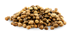 hemp seed