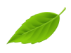 leaf 01