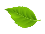 leaf 02