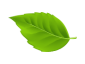 leaf 02