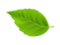 leaf 02