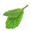 mint leaves