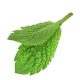 mint leaves