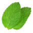 mint leaves