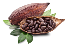 cacao