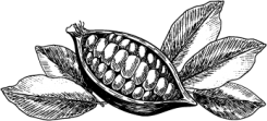 cacao illustration