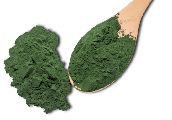 CLEAN CHLORELLA POWDER ON WOODEN SPOON